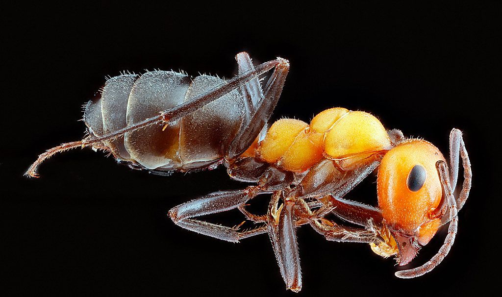 Ant Control service in Folsom, CA