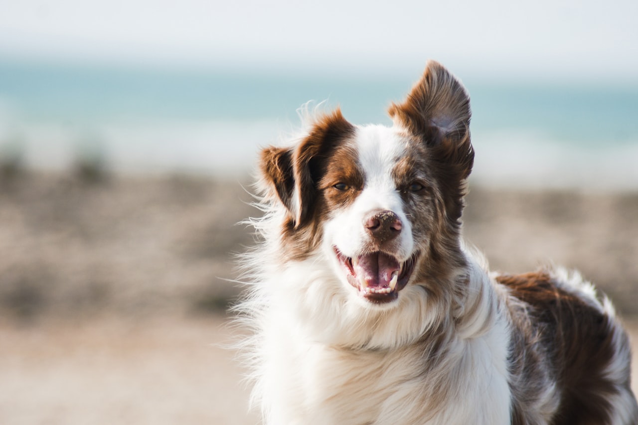 Flea & Tick Control service in Folsom, CA