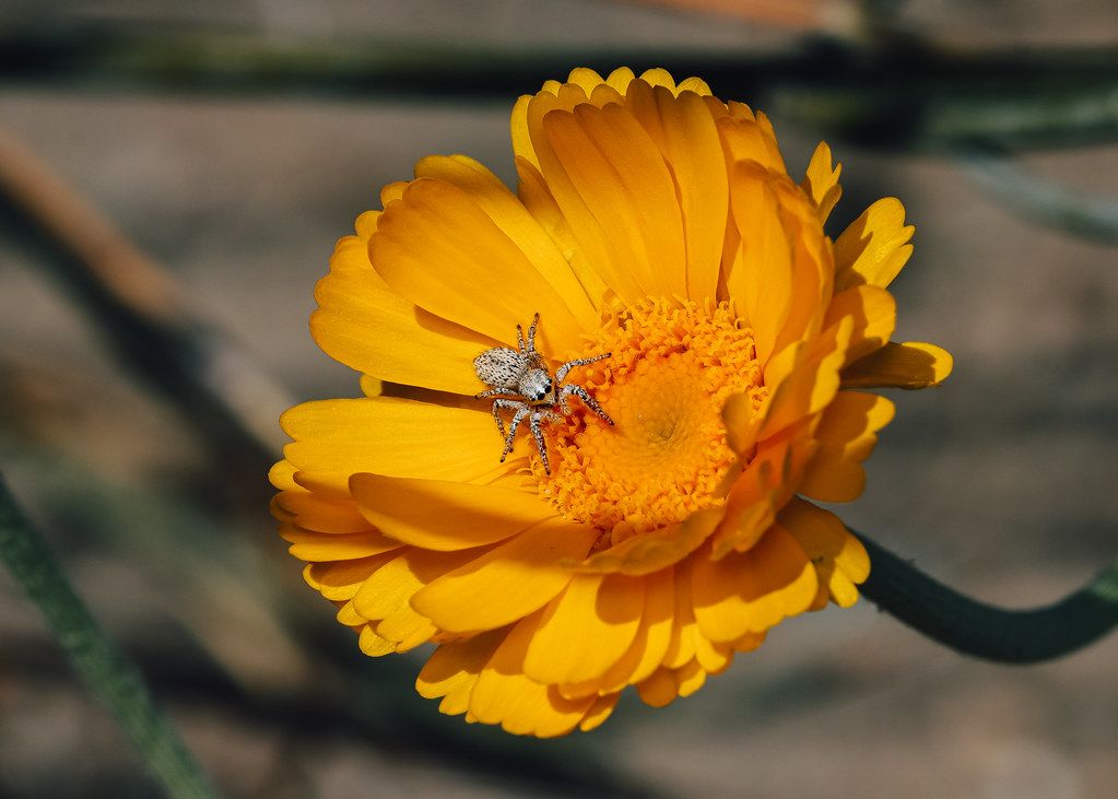 Spider Control service in Folsom, CA